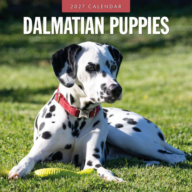 Red Robin Dalmatier Puppies Kalender 2027