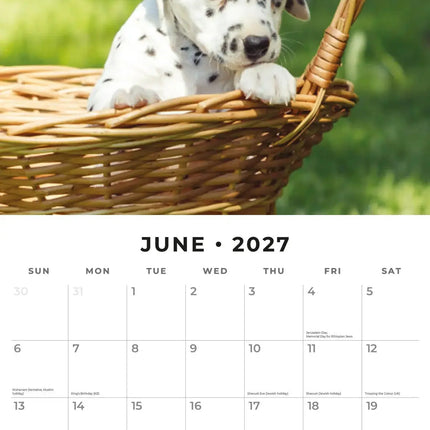 Red Robin Dalmatier Puppies Kalender 2027