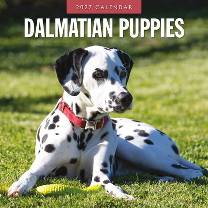 Red Robin Dalmatier Puppies Kalender 2027