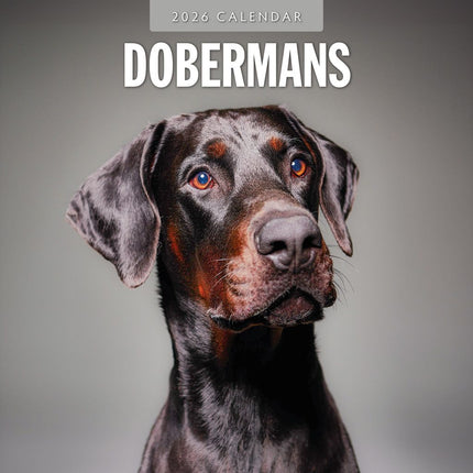 Red Robin Dobermann Kalender 2026
