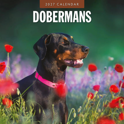 Red Robin Dobermann Kalender 2027