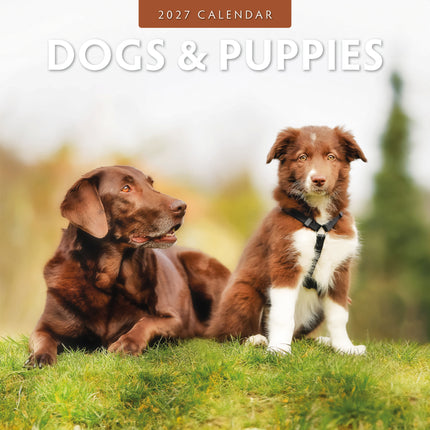 Red Robin Dogs and Puppies Kalender 2027