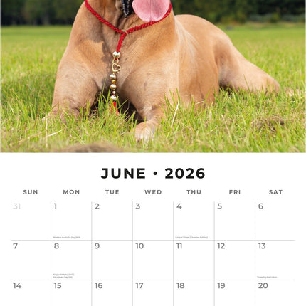 Red Robin Duitse Dog Kalender 2026