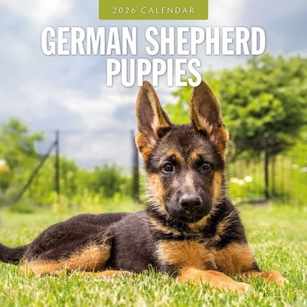 Red Robin Duitse Herder Puppies Kalender 2026
