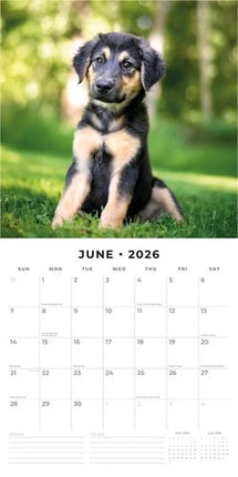 Red Robin Duitse Herder Puppies Kalender 2026