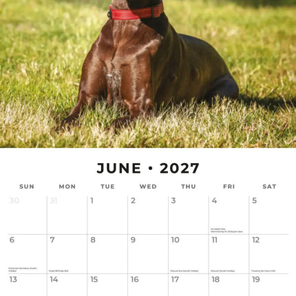 Red Robin Duitse Staande Kalender 2027
