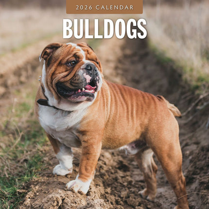 Red Robin Engelse Bulldog Kalender 2026