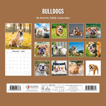 Red Robin Engelse Bulldog Kalender 2026