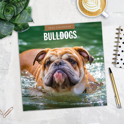 Red Robin Engelse Bulldog Kalender 2026