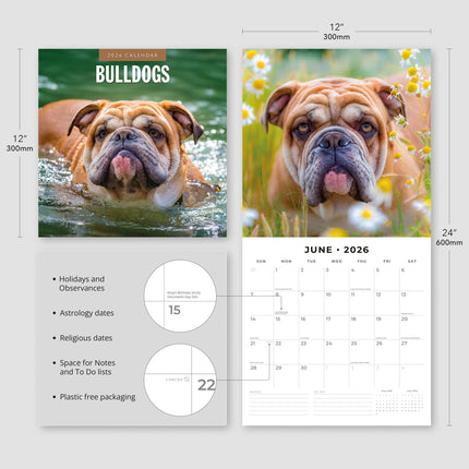Red Robin Engelse Bulldog Kalender 2026