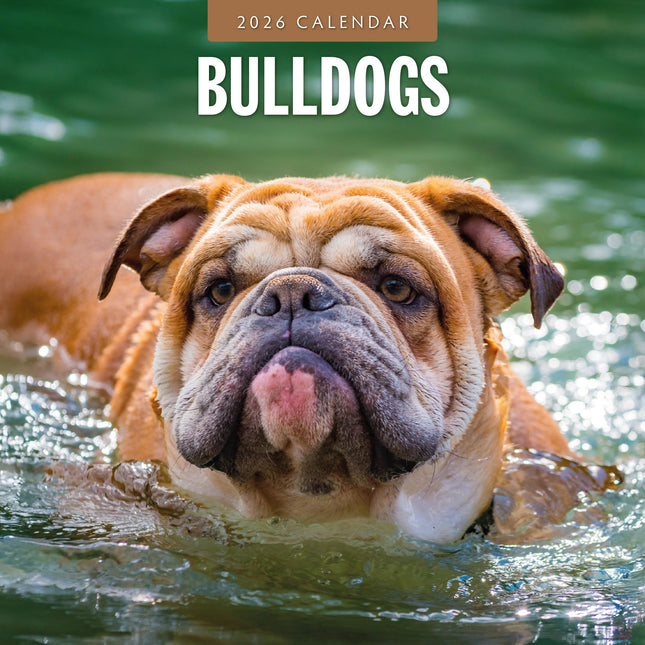 Red Robin Engelse Bulldog Kalender 2026