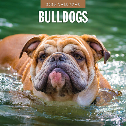 Red Robin Engelse Bulldog Kalender 2026