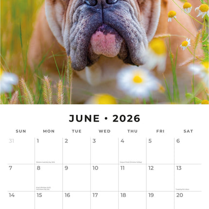 Red Robin Engelse Bulldog Kalender 2026