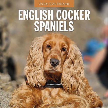 Red Robin Engelse Cocker Spaniel Kalender 2026