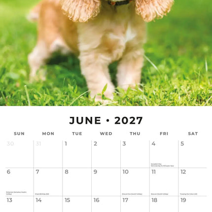 Red Robin Engelse Cocker Spaniel Kalender 2027