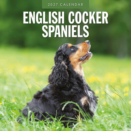 Red Robin Engelse Cocker Spaniel Kalender 2027