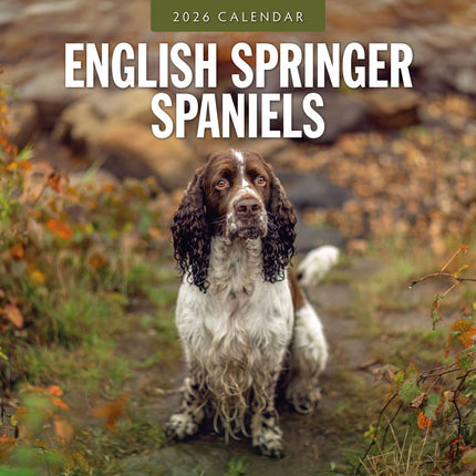 Red Robin Engelse Springer Spaniel Kalender 2026
