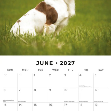 Red Robin Engelse Springer Spaniel Kalender 2027