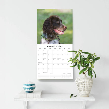 Red Robin Engelse Springer Spaniel Kalender 2027