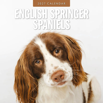 Red Robin Engelse Springer Spaniel Kalender 2027