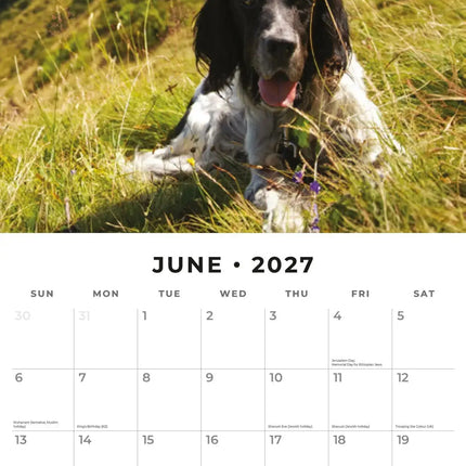 Red Robin English Setter Kalender 2027