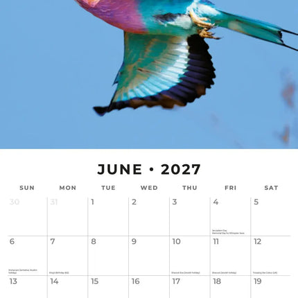 Red Robin Exotic Birds Kalender 2027