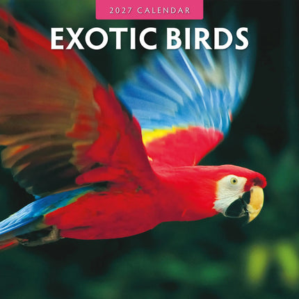 Red Robin Exotic Birds Kalender 2027