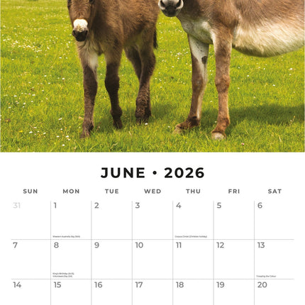 Red Robin Ezel Kalender 2026