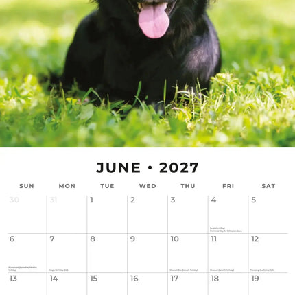 Red Robin Flatcoated Retriever Kalender 2027