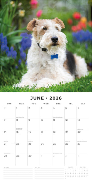 Red Robin Fox Terrier Ruwhaar Kalender 2026