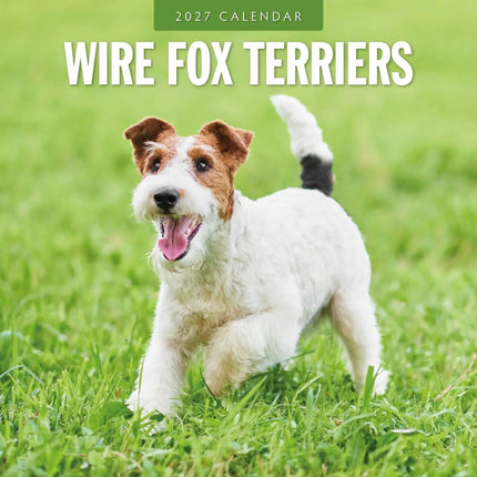 Red Robin Fox Terrier Ruwhaar Kalender 2027