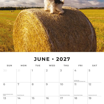 Red Robin Fox Terrier Ruwhaar Kalender 2027
