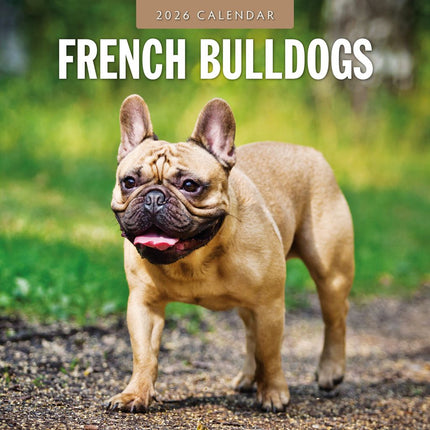 Red Robin Franse Bulldog Kalender 2026