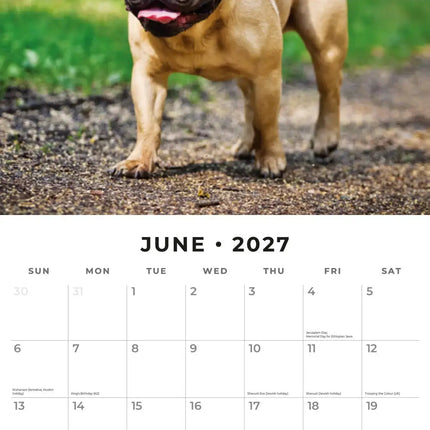 Red Robin Franse Bulldog Kalender 2027