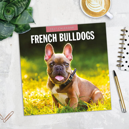 Red Robin Franse Bulldog Kalender 2027