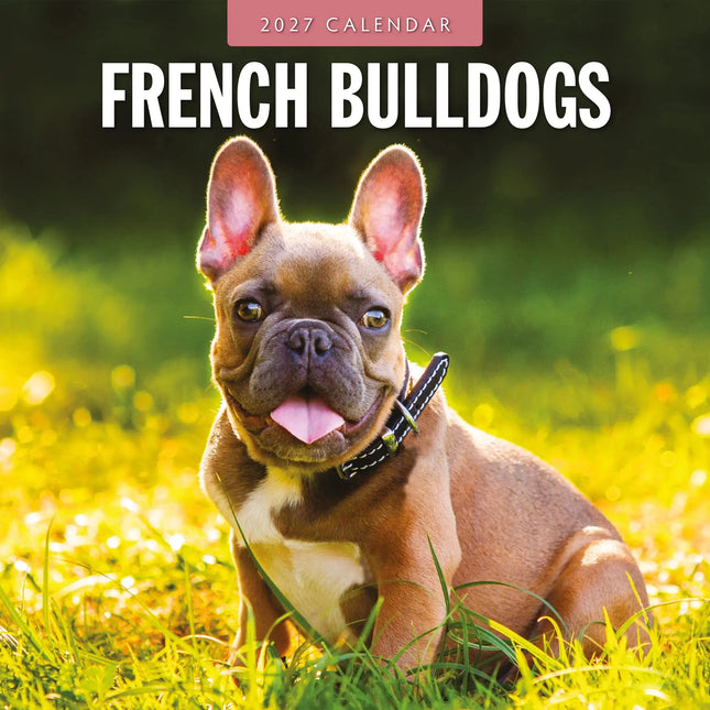 Red Robin Franse Bulldog Kalender 2027