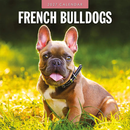 Red Robin Franse Bulldog Kalender 2027