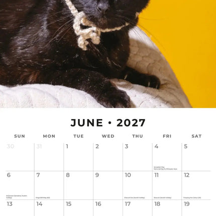 Red Robin Funny Cats Kalender 2027