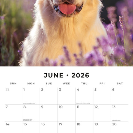 Red Robin Golden Retriever Kalender 2026