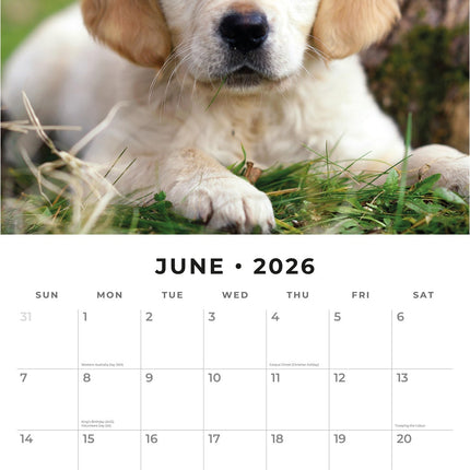Red Robin Golden Retriever Puppies Kalender 2026