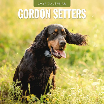 Red Robin Gordon Setter Kalender 2027