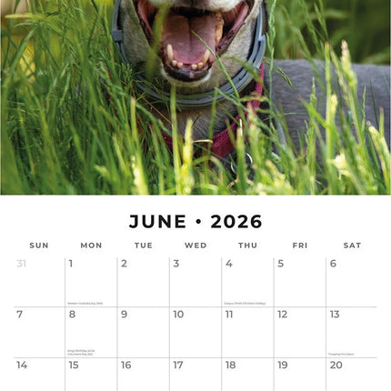 Red Robin Greyhound Kalender 2026