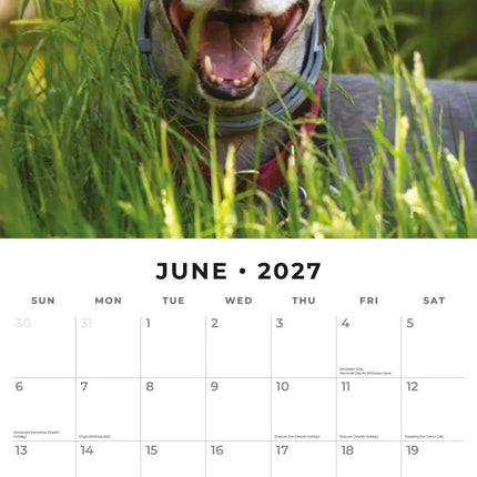 Red Robin Greyhound Kalender 2027