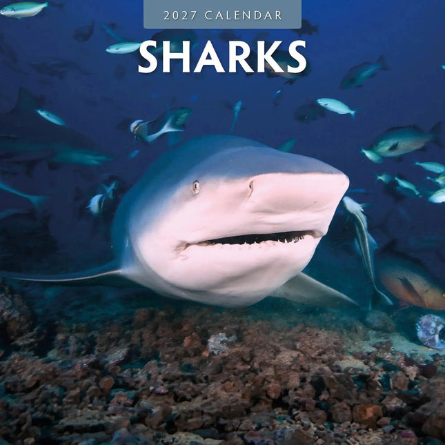 Red Robin Haaien Kalender 2027