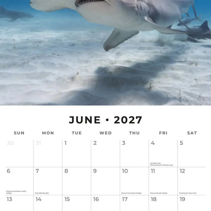 Red Robin Haaien Kalender 2027
