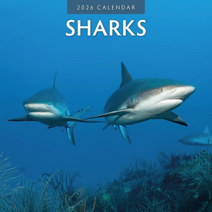 Red Robin Haaien - Sharks Kalender 2026
