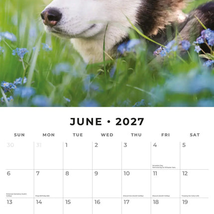 Red Robin Husky Kalender 2027