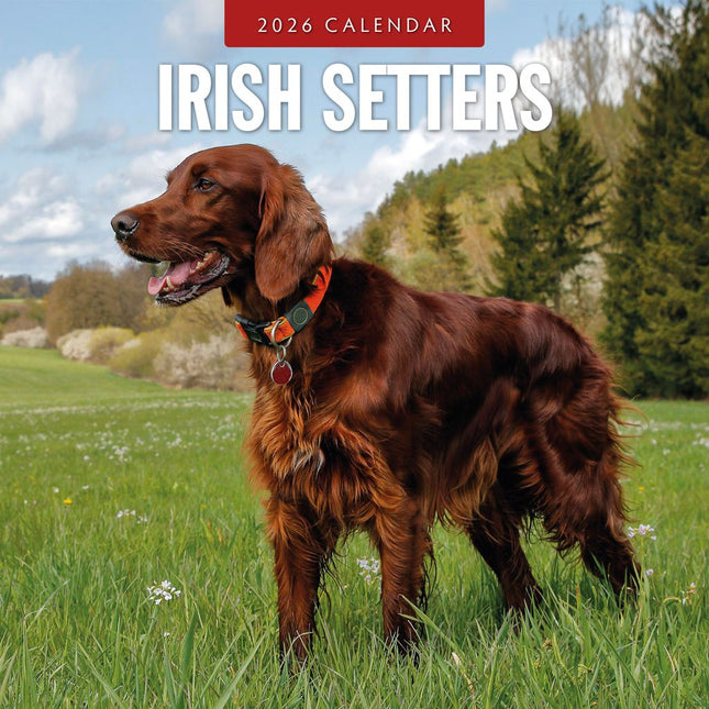 Red Robin Ierse Setter Kalender 2026