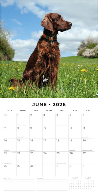 Red Robin Ierse Setter Kalender 2026