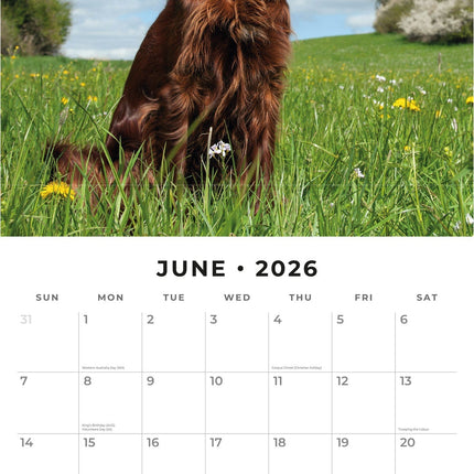 Red Robin Ierse Setter Kalender 2026